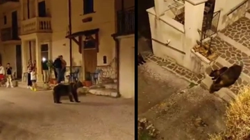 L’orsa Amarena uccisa a fucilate. L’indagato minacciato di morte, vigilanza armata fuori dalla sua villa