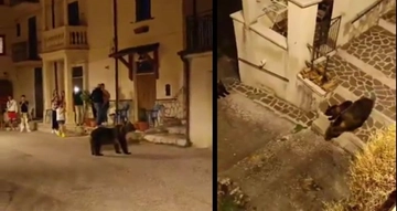 L’orsa Amarena uccisa a fucilate. L’indagato minacciato di morte, vigilanza armata fuori dalla sua villa