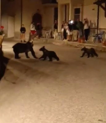 Orsa Amarena uccisa, avvistati i cuccioli: fallita cattura. Il direttore del Parco: “Troppi curiosi”