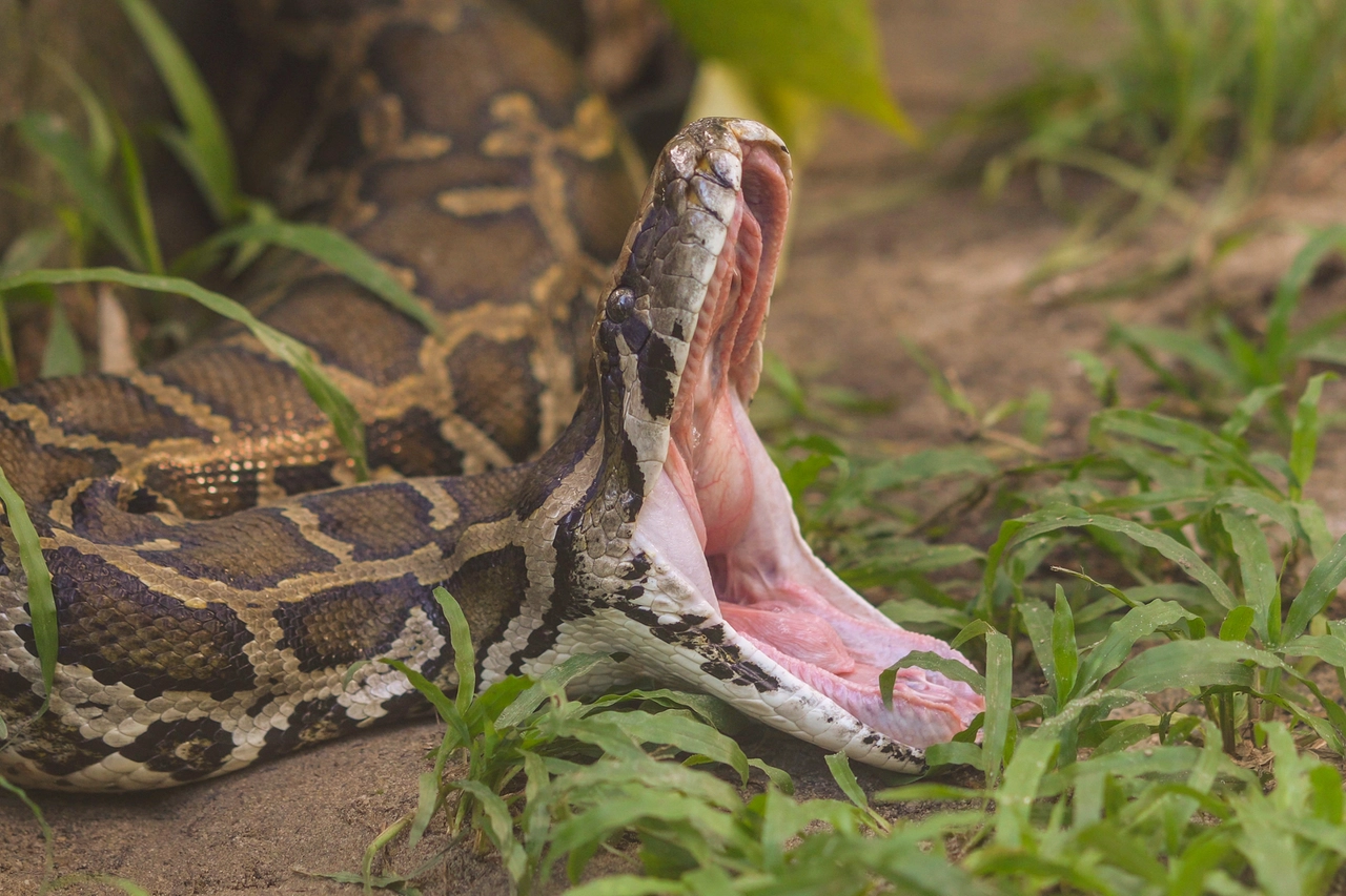 Un pitone (Getty Images/iStockphoto)