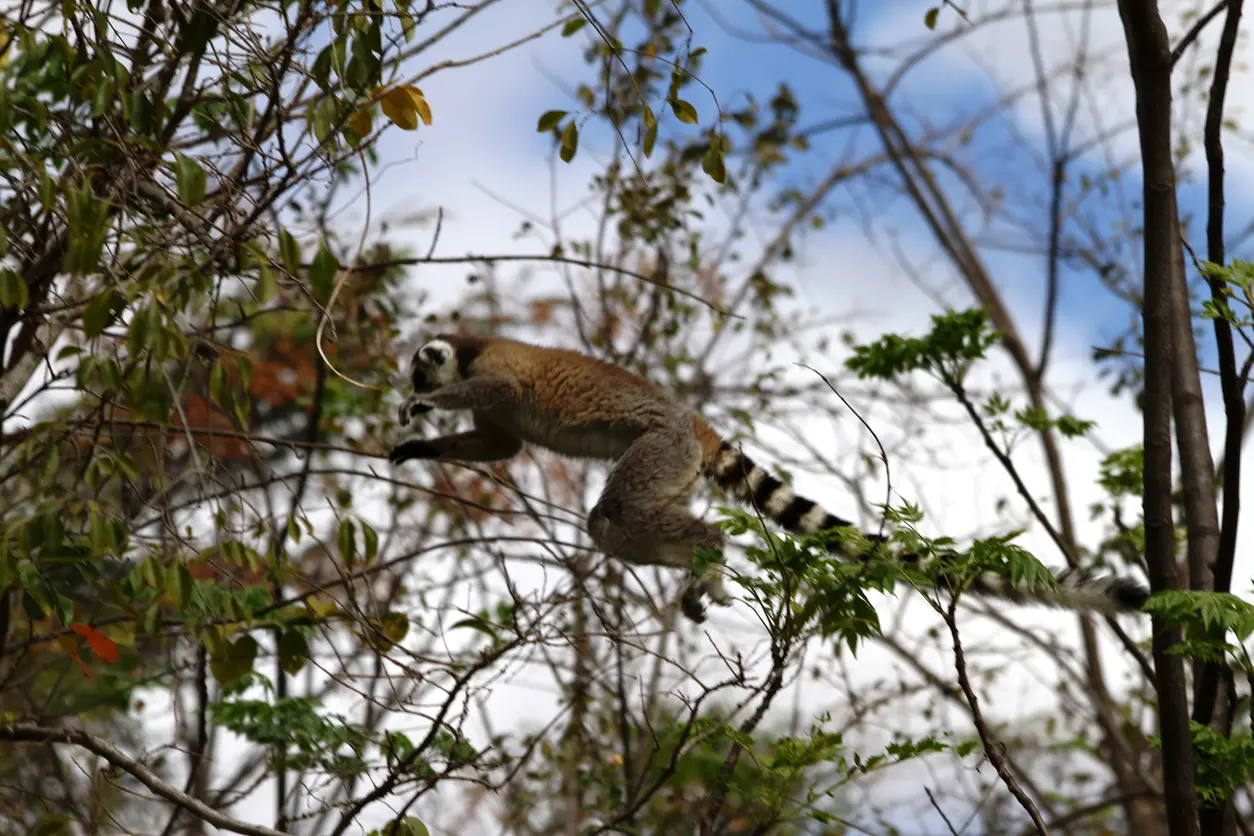 Il cambiamento climatico mette a rischio anche le foreste e i lemuri del Madagascar