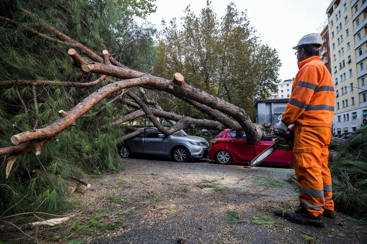 Maltempo, albero caduto in piazza Ragusa a Roma (Ansa)