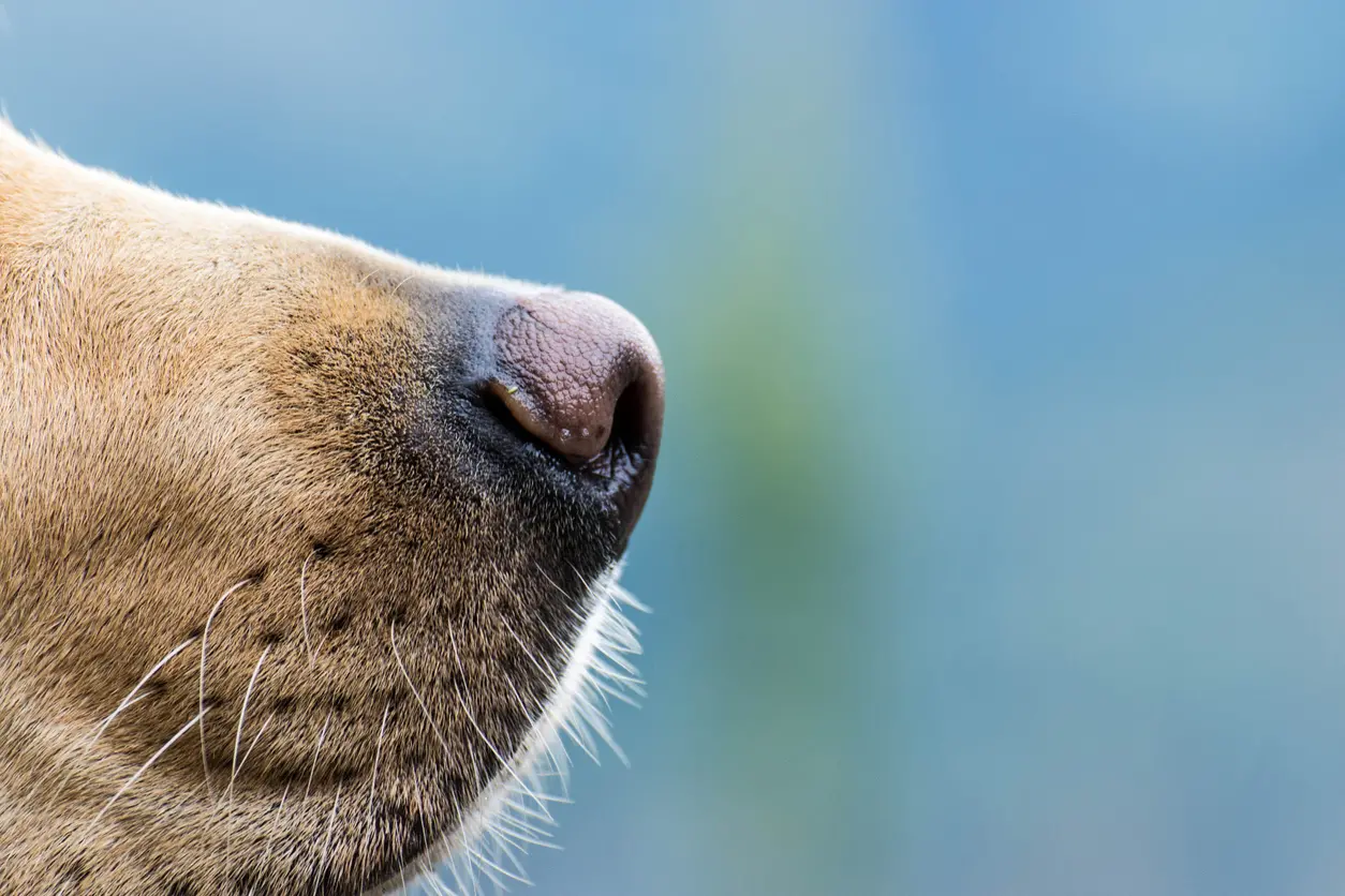 Negli Usa cani addestrati a fiutare la malattia che falcidia cervi e alci