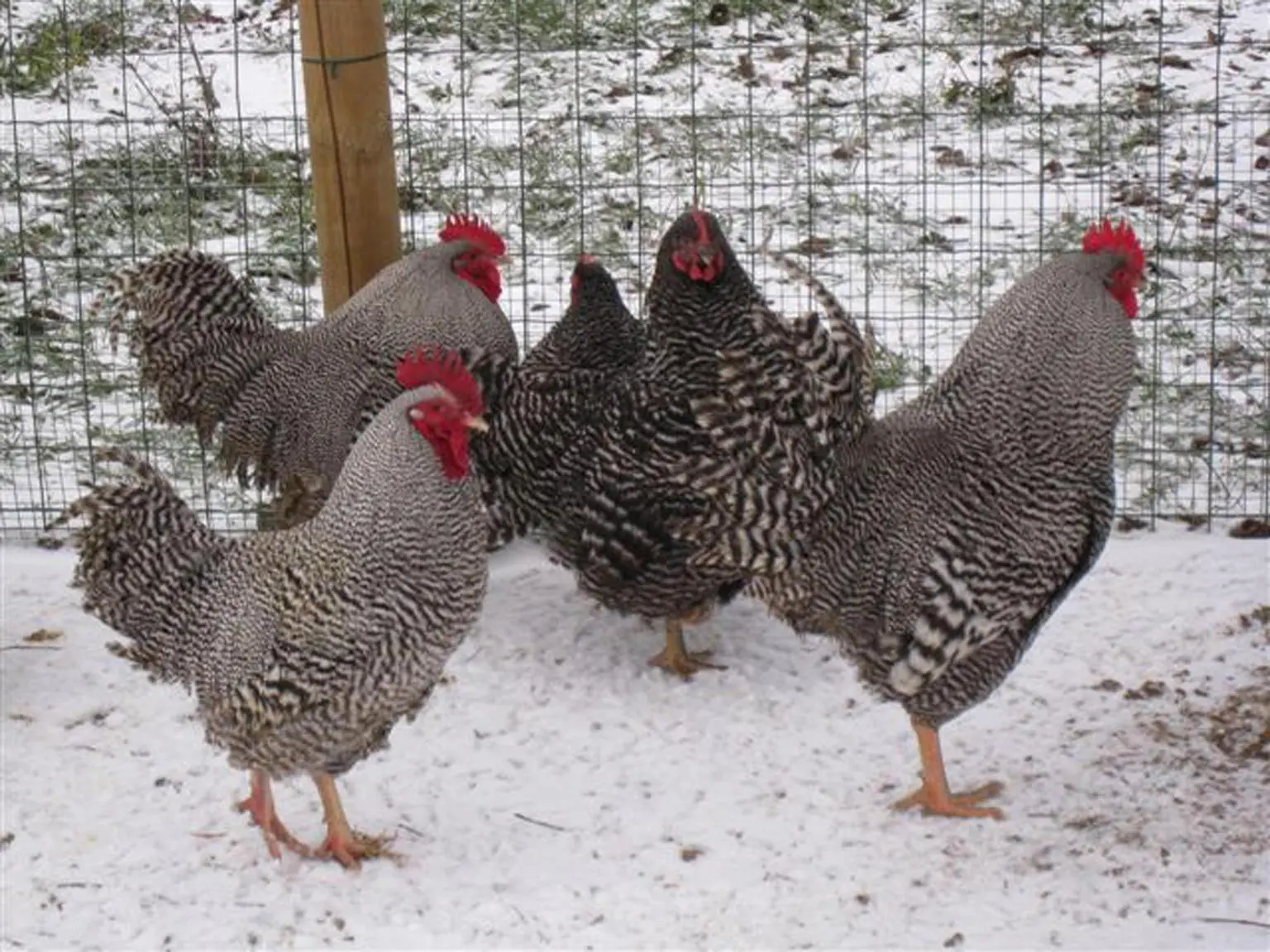 Codacons, 'multa 100mila euro a Fileni per il pollo bio