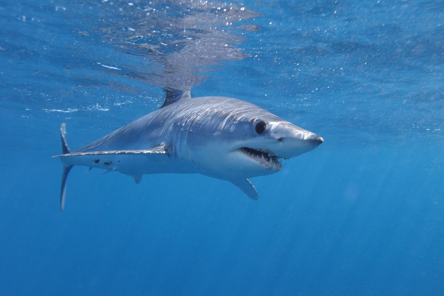 Squalo mako salta su una barca di pescatori in Nuova Zelanda. Il video