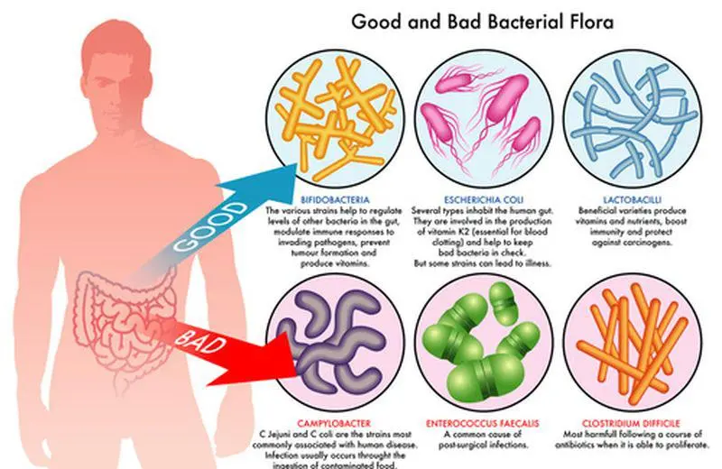 PROBIOTICI AMICI DELL’INTESTINO