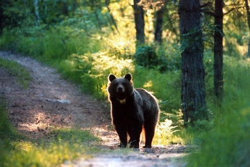 Spray anti orso: dopo il runner ucciso le richieste per renderlo legale in Italia. Come funziona nei parchi americani