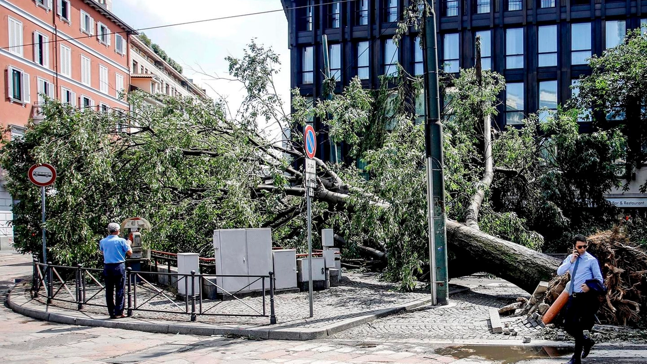 Un albero abbattuto dalle violentissime raffiche di vento, occupa un angolo di piazza Castello a Milano