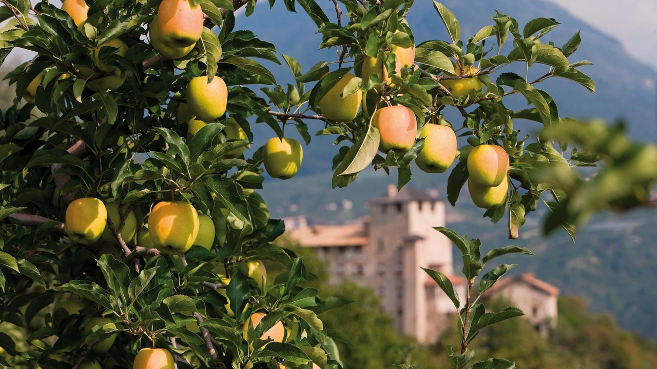 Pomaria, la Val di Non celebra la raccolta delle mele