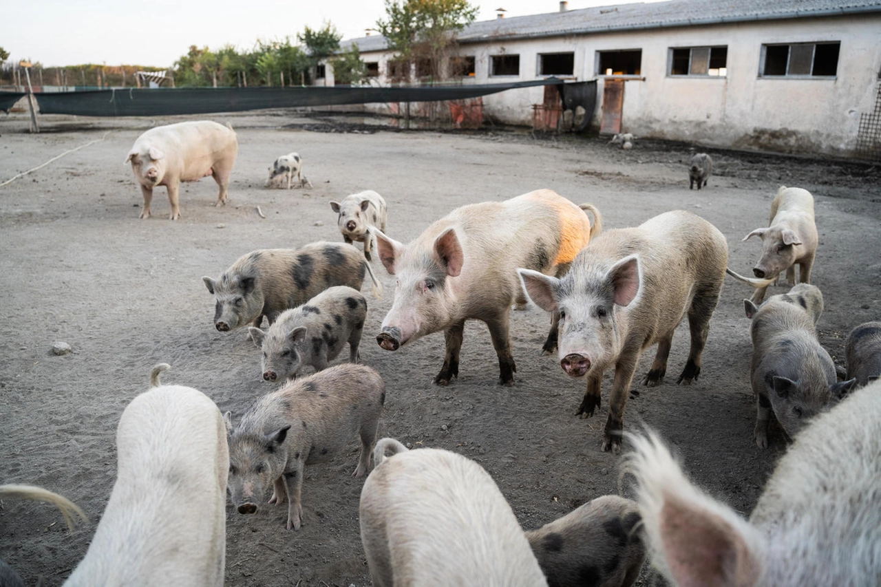 "La Sfattoria degli Ultimi" per animali sfuggiti a maltrattamenti e allevamenti intensivi