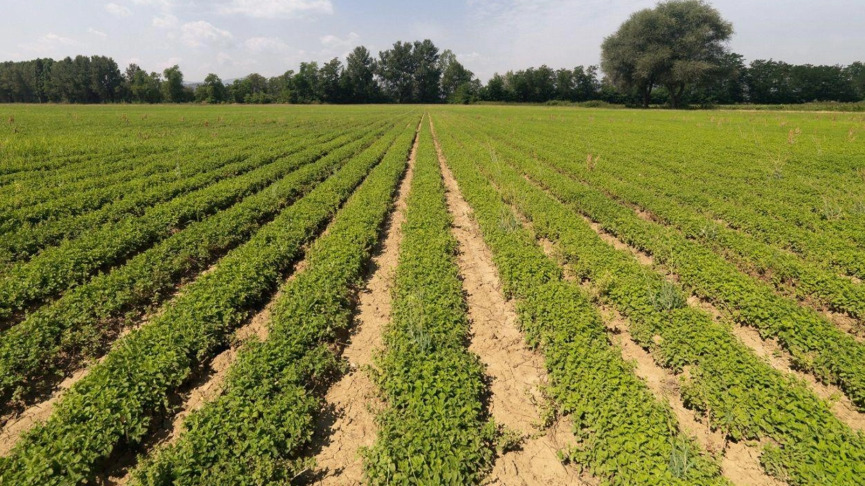 Aboca al top per la tutela dei terreni, fertili senza pesticidi