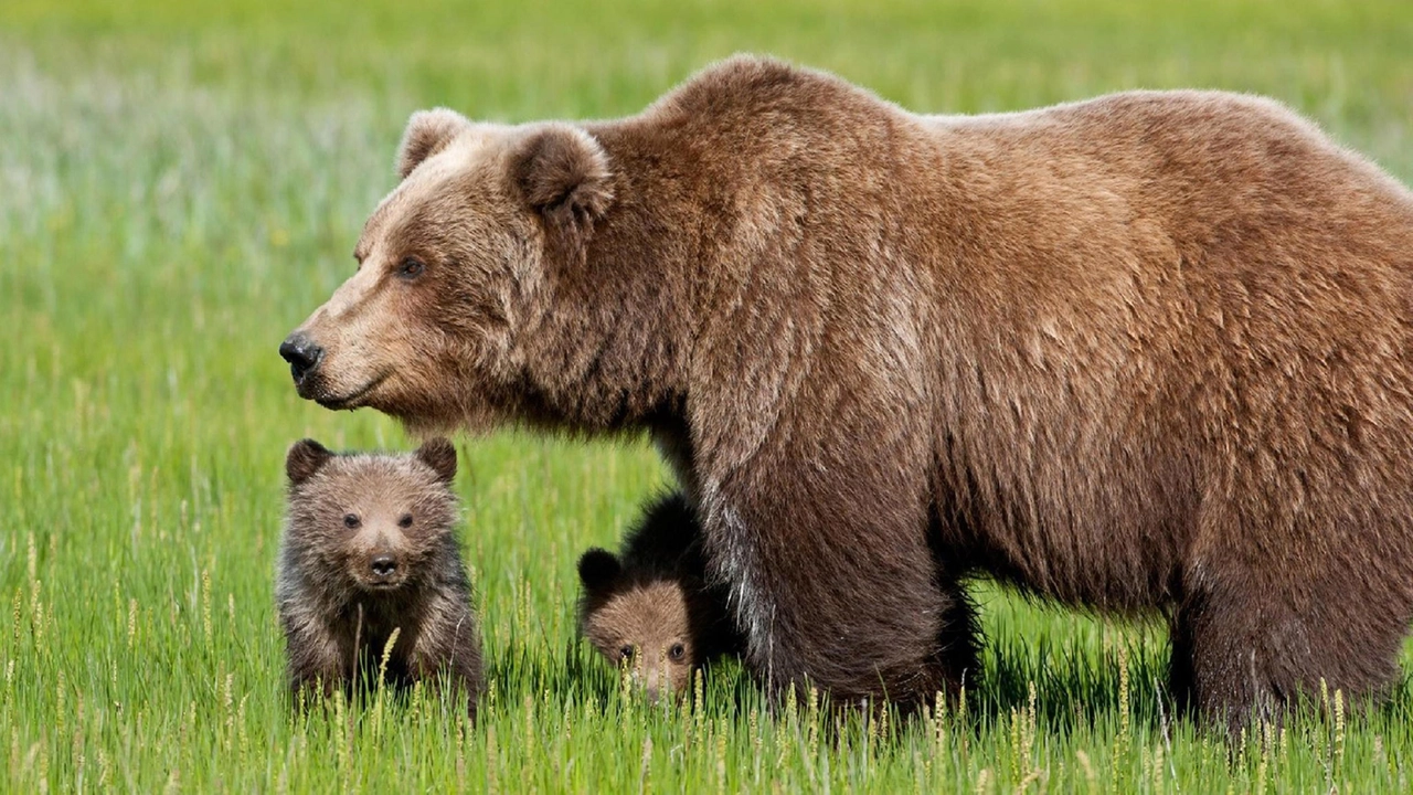 Un'orsa con i cuccioli (Ansa)