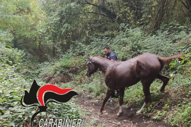 Cavallo imbizzarrito salvato dai carabinieri 