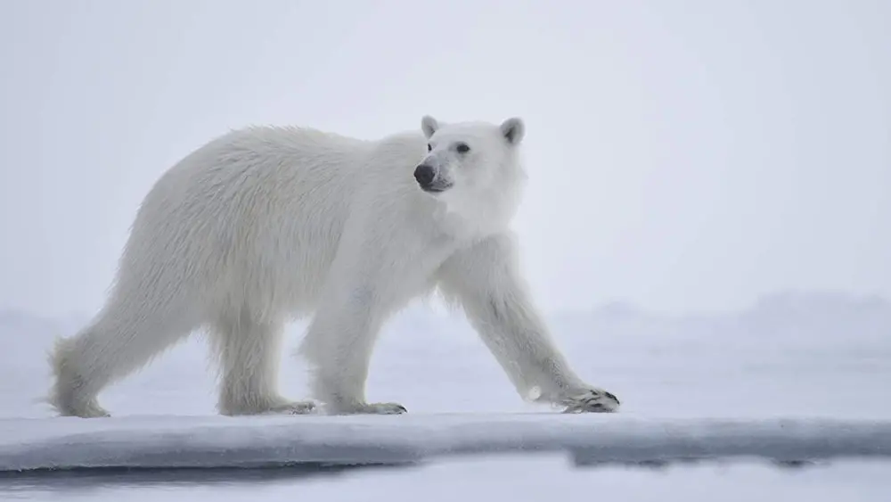 Cambiamento climatico, 3 film e serie TV per capirlo meglio