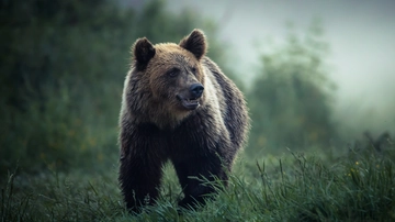 Andrea Papi ucciso da un orso in Trentino, Pratesi (WWF): “Per quell’animale meglio una pallottola che una vita da prigioniero”