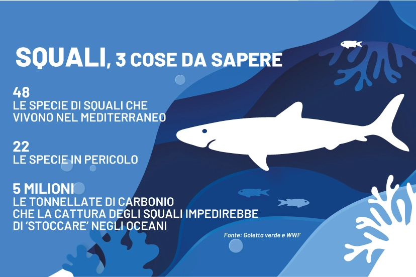 Squali, 3 cose da sapere