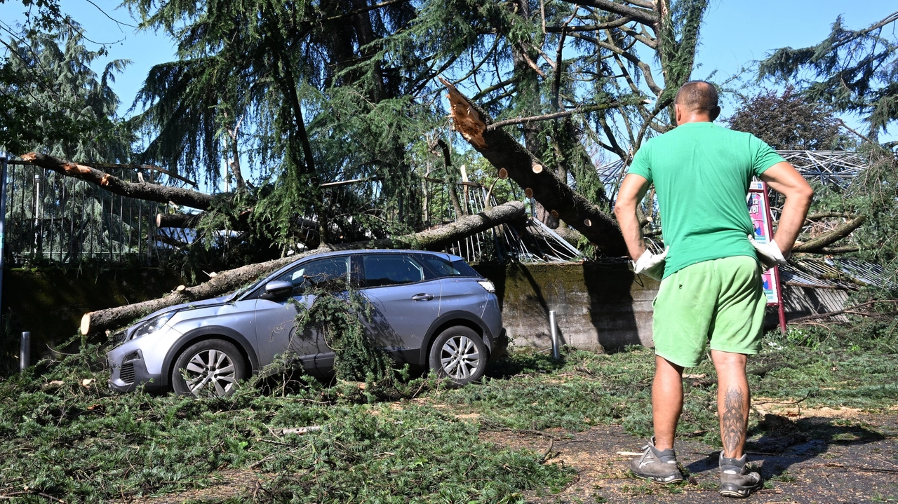 Un albero caduto per il maltempo (Ansa)