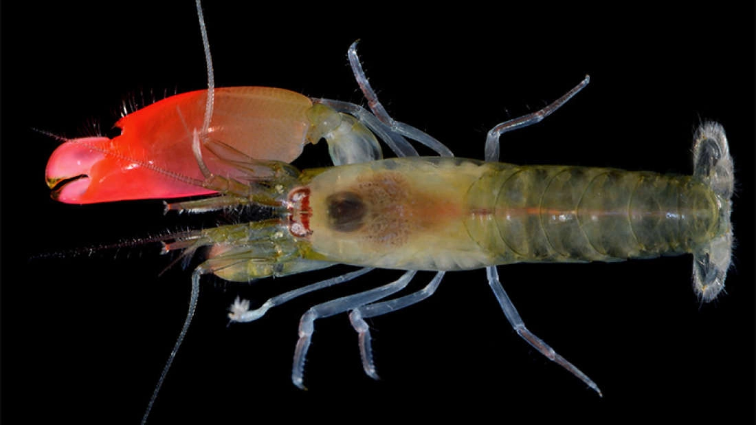 Il gamberetto Pink Floyd (Foto: A. Anker/Zootaxa)