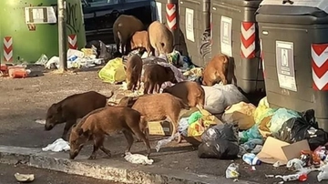 Topi, cinghiali e serpenti: la giungla urbana di Roma spiegata dallo zoologo Cignini. “Agli animali piacciono i rifiuti e la città ne offre in abbondanza”