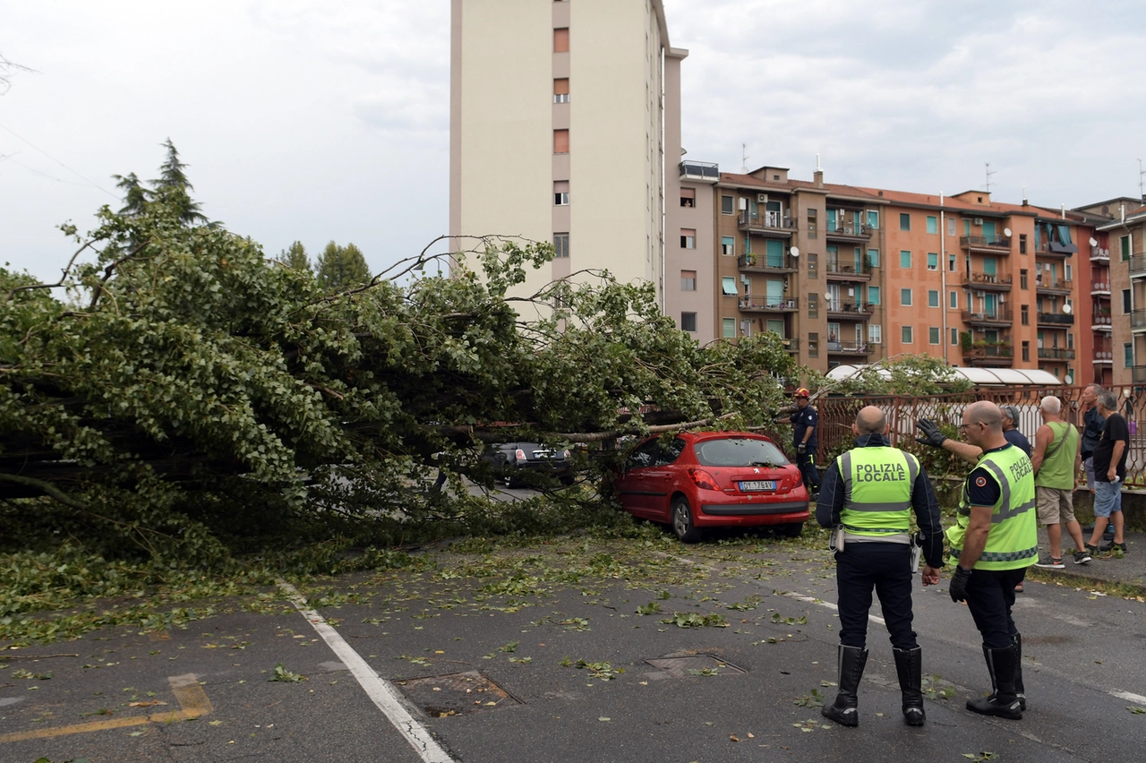 Un albero abbattuto dal maltempo a Segrate (Ansa)