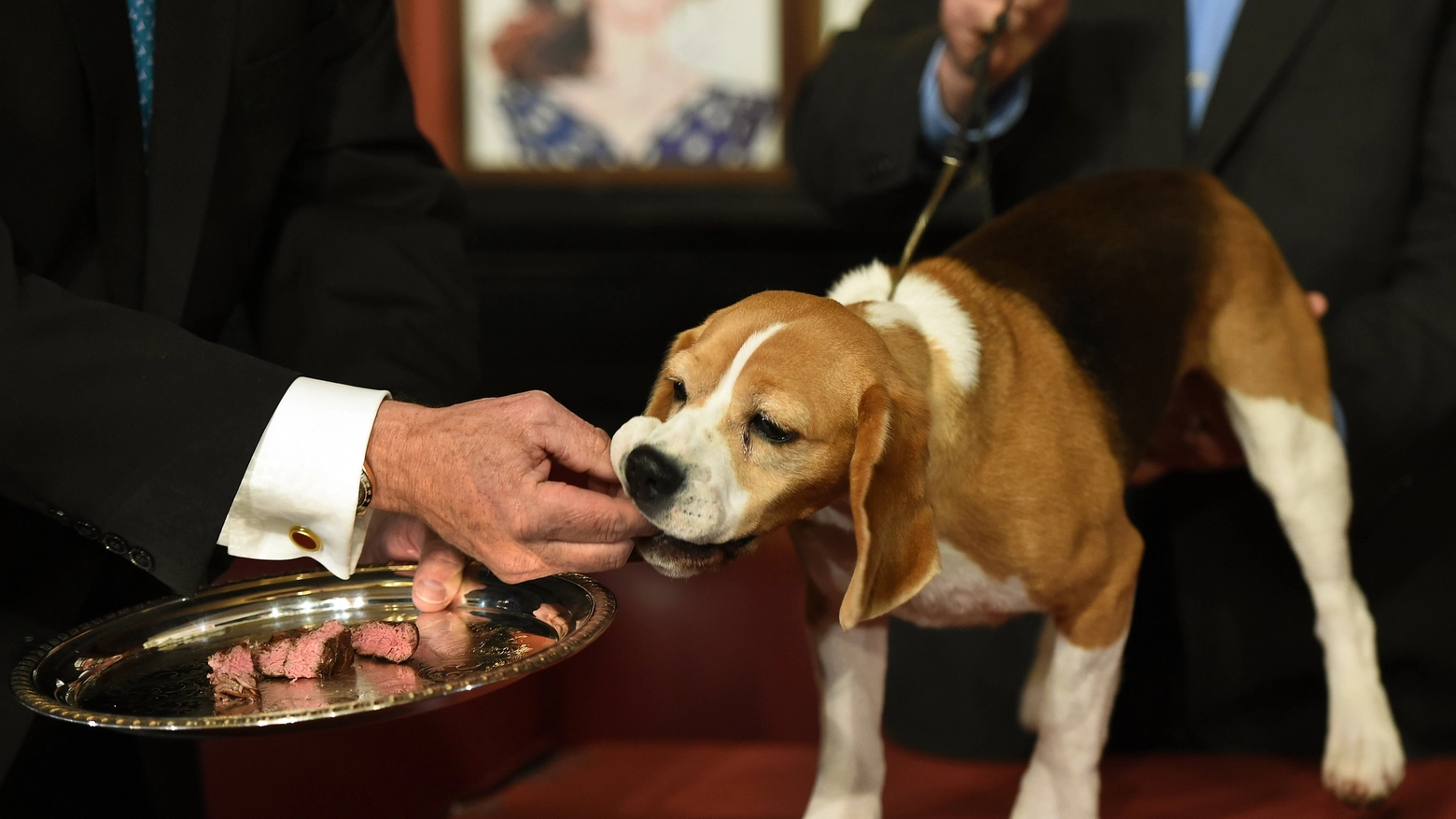 Un bocconcino per il beagle (AFP)