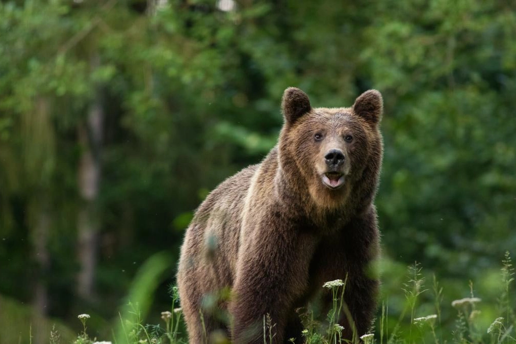 Un orso