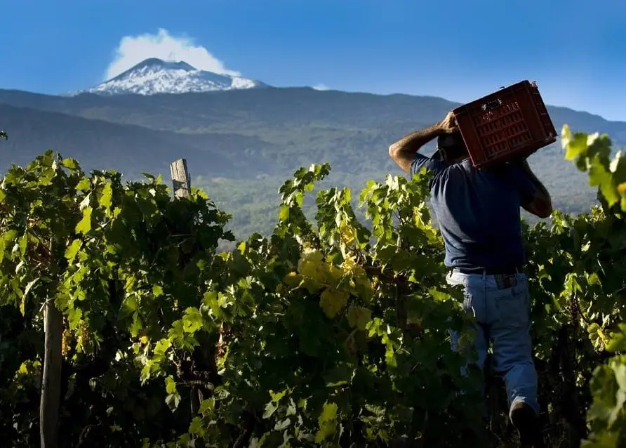 Etna Doc, il vino di montagna che ha stregato l'Italia e l'Europa