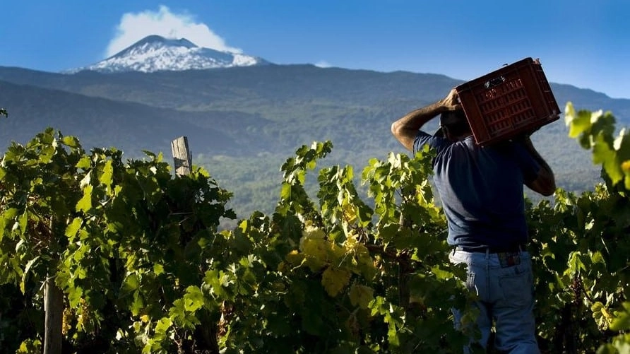 Vigne alle pendici dell'Etna