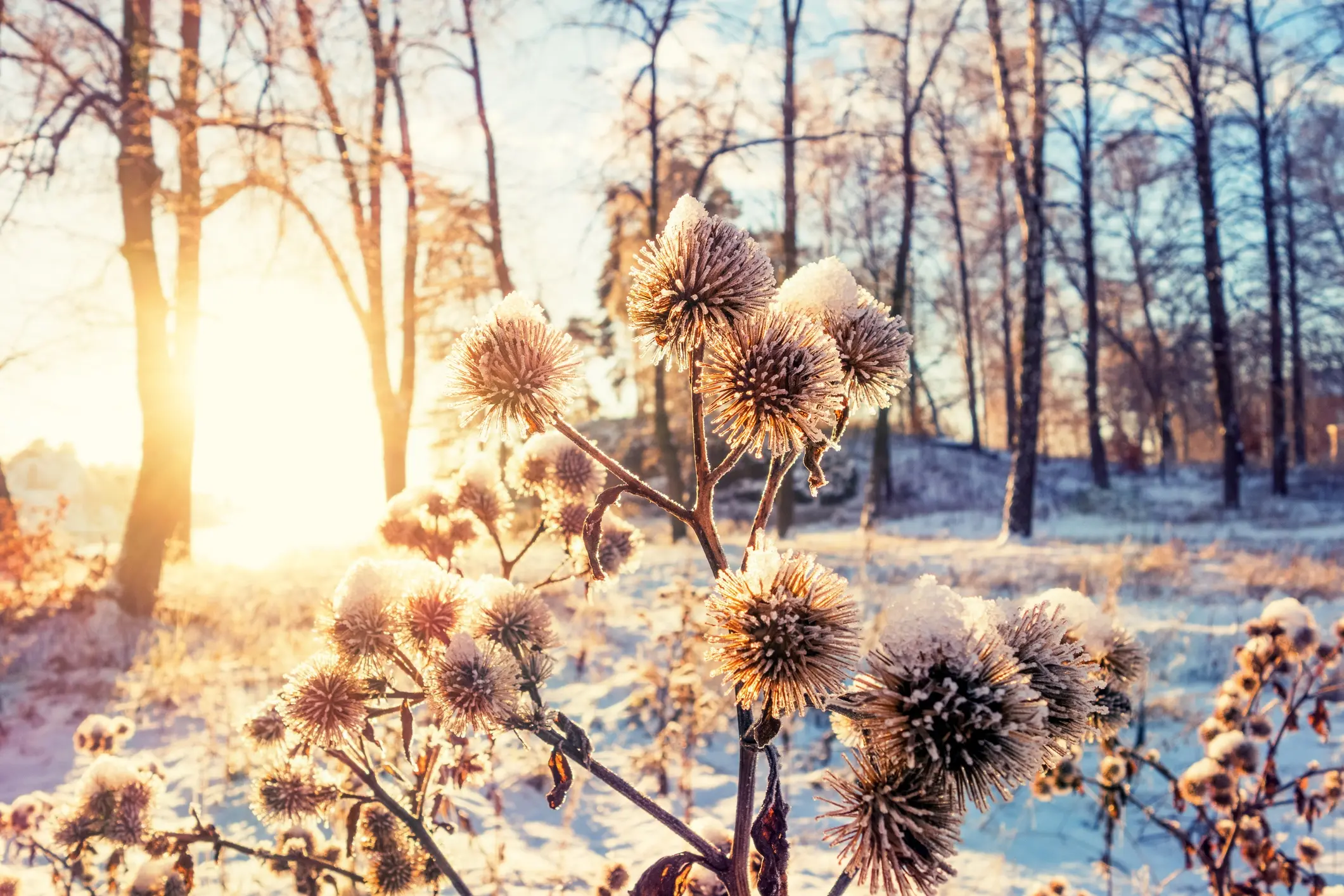 Il Solstizio D’inverno 2023 Cade Il 22 Dicembre: Significato, Storia E ...