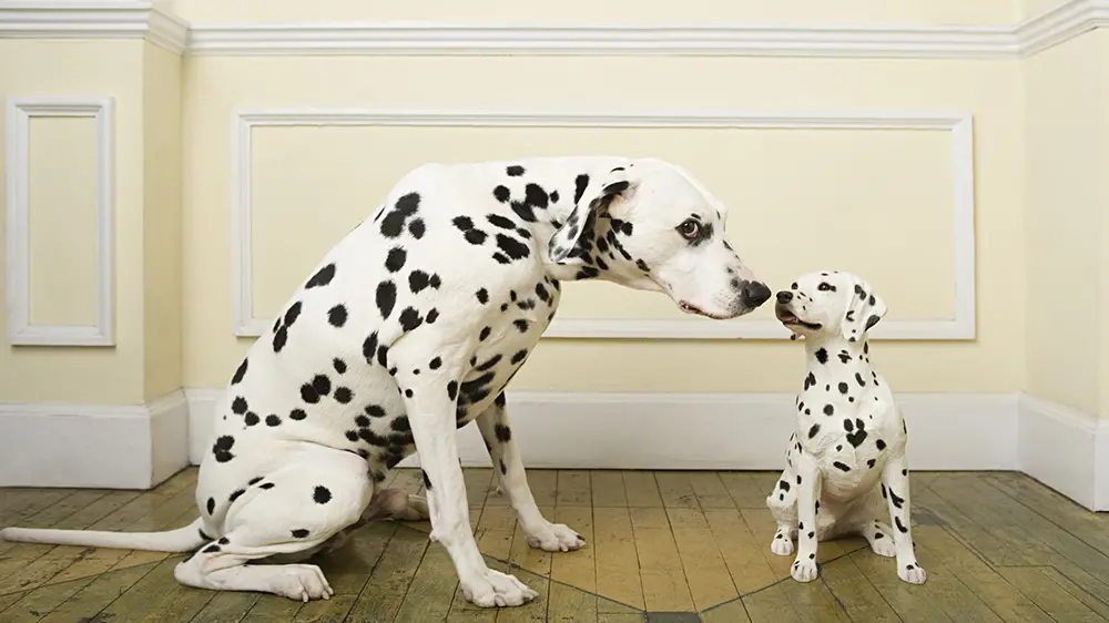 Troppi incroci tra cani 'imparentati': salute a rischio per molte razze