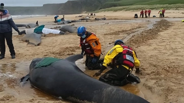 Balene pilota, strage sull’isola di Lewis (Scozia). Perché si sono spiaggiate?