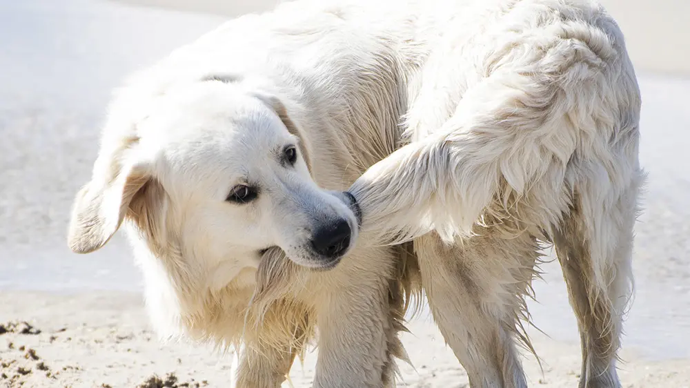 Padrone alle prime armi? È più facile che il cane abbia comportamenti compulsivi