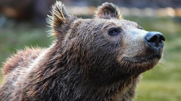 L’orsa Jj4 doveva essere già abbattuta. Il Tar trentino si oppose e la salvò