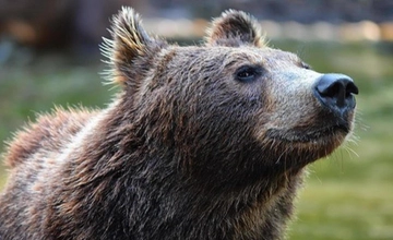 L’orsa Jj4 doveva essere già abbattuta. Il Tar trentino si oppose e la salvò