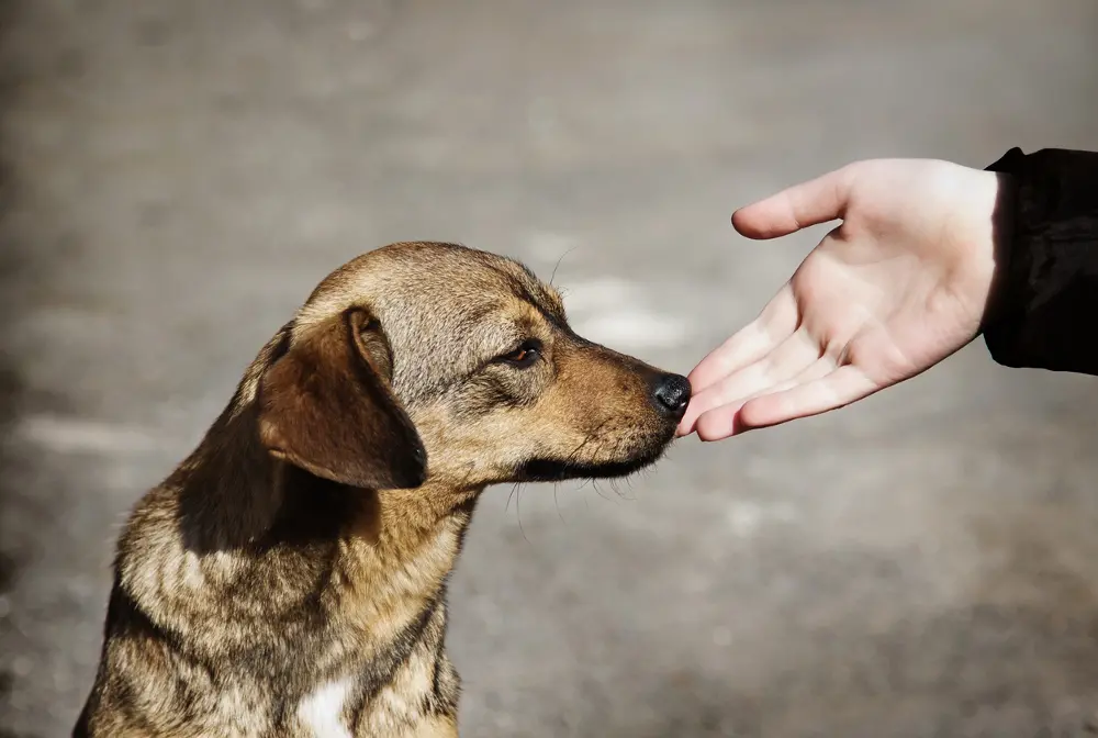 I cani potrebbero individuare il cancro alla prostata con il fiuto