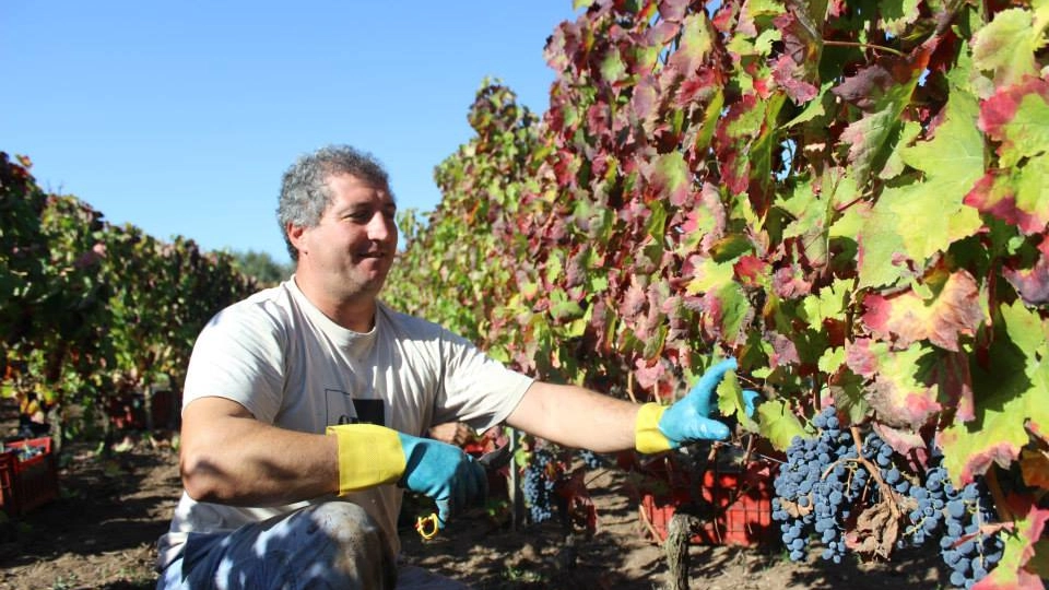 Cantina di Venosa, la nouvelle vague della cooperazione vitivinicola del Vulture