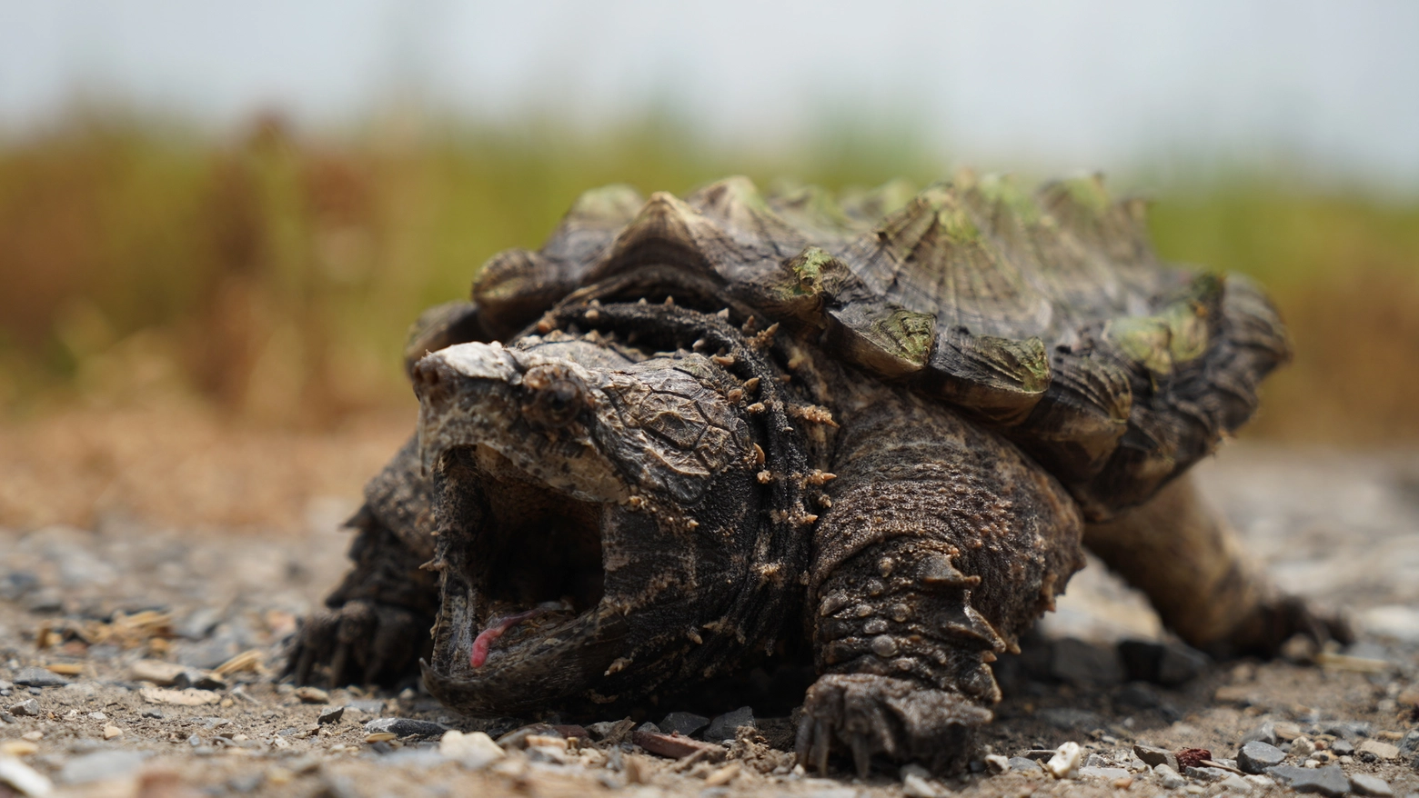 Una tartaruga alligatore può arrivare a pesare un quintale