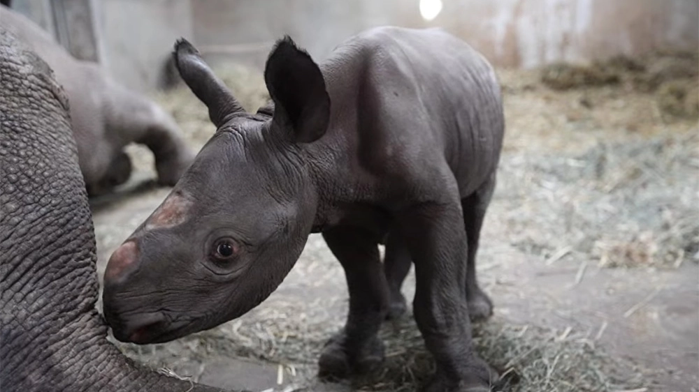 Il cucciolo di rinoceronte nero (Foto: Potter Park Zoo)