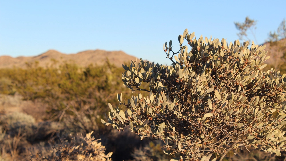 La jojoba cresce nelle aree desertiche e assorbe molta CO2