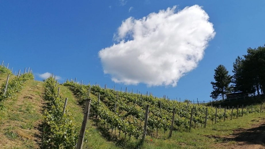 Sulle vette silane il vigneto più alto d'Europa