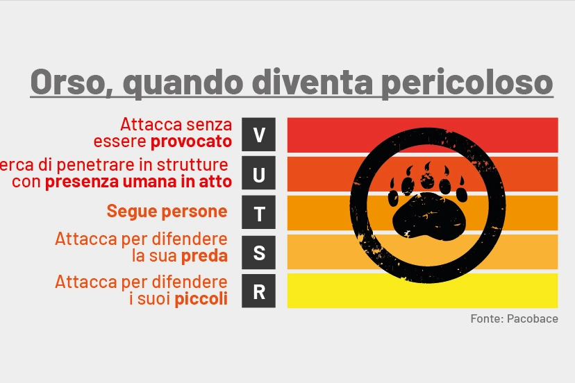 "Orso attacca senza essere provocato": il comportamento possibile e più pericoloso citato nel Pacobace