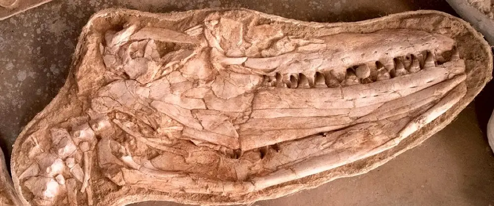 Il mostro dei mari che dominava le acque nell’era dei dinosauri