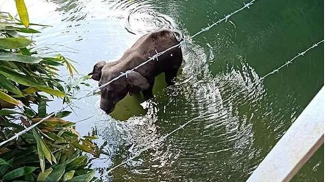 L'elefante morto in acqua nel parco del Kerala