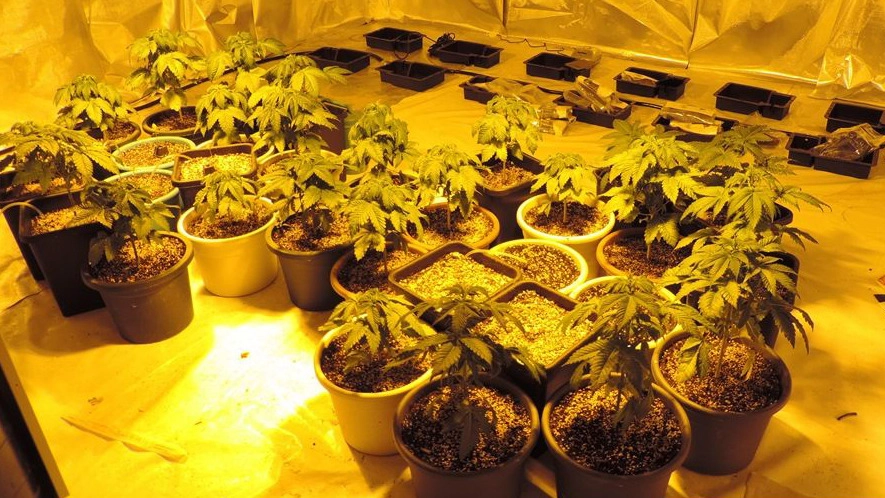 La piantagione di marijuana trovata in casa del 50enne di San Giorgio