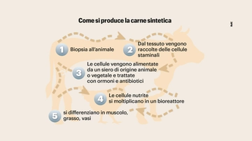 Carne sintetica, come si produce e chi ci sta investendo: da Gates a Branson