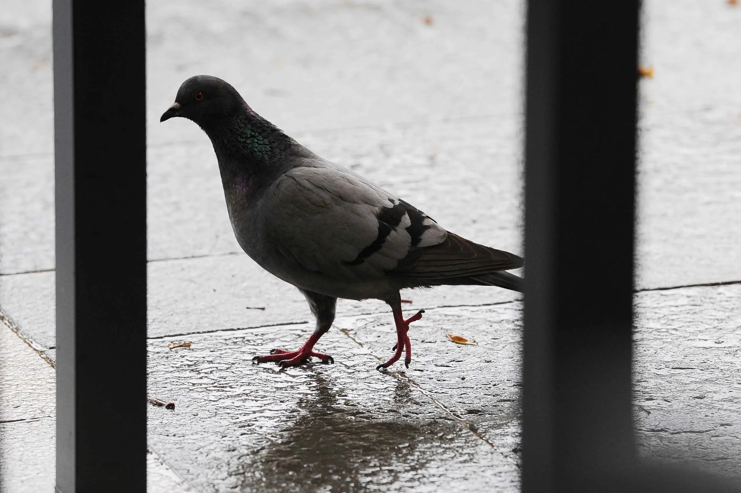 Strage di piccioni in centro: è allarme veleno