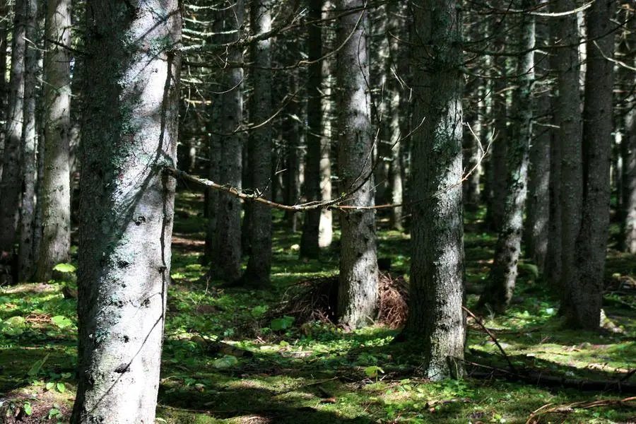 Operaio 'in nero' trovato morto nel bosco, denunciato il datore di lavoro