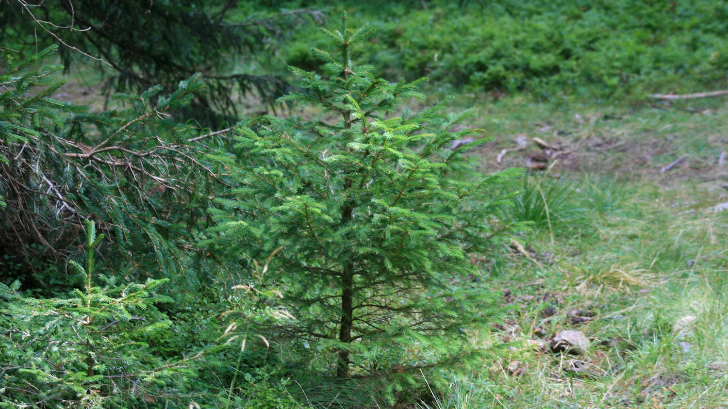 Piccolo abete in un bosco (Foto L.Gallitto)