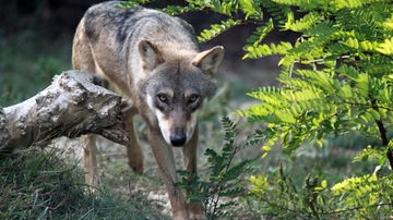 Vasto (Chieti): una lupa l’animale responsabile degli attacchi all’uomo, conferma dal Dna. Il sindaco: “Va catturata”