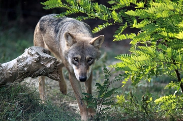 Vasto (Chieti): una lupa l’animale responsabile degli attacchi all’uomo, conferma dal Dna. Il sindaco: “Va catturata”